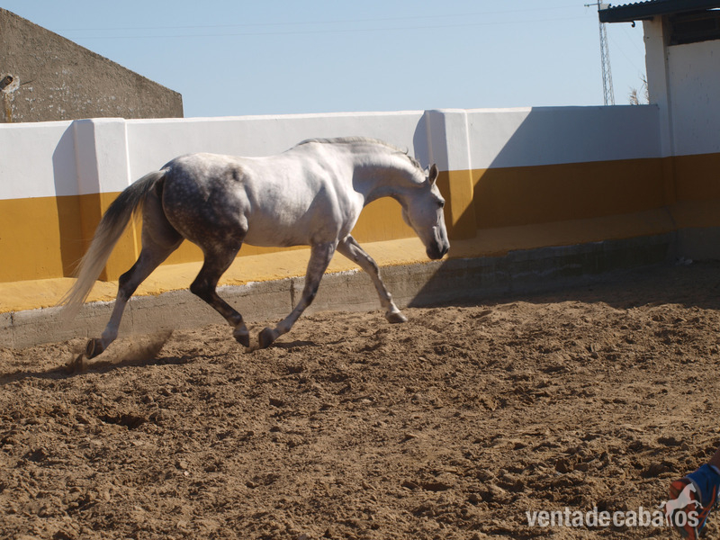 Caballos Capados Cruzado  - Vendo caballo tordo