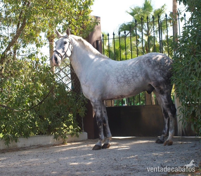 Vendo caballo tordo - Caballos Capados Cruzado 
