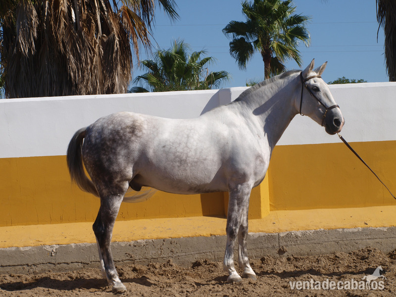 Vendo caballo tordo - Caballos Capados