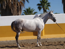 Vendo caballo tordo