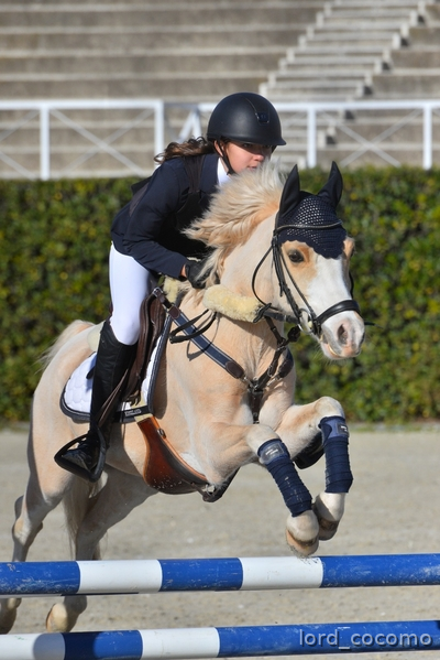 Venta Pony B de salto in 