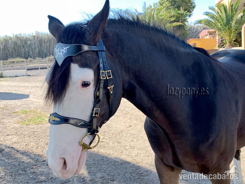 Celtic horse bridle Lazypony in 