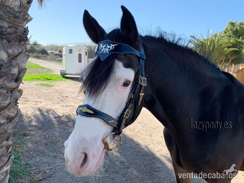 Celtic horse bridle Lazypony