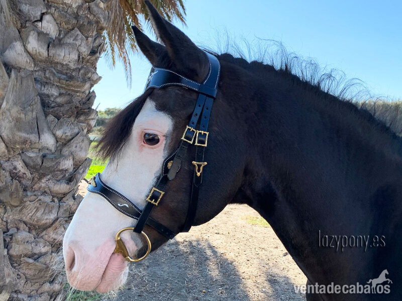  Celtic horse bridle Lazypony
