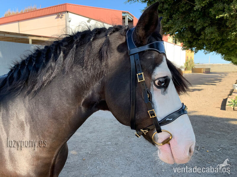 Celtic horse bridle Lazypony - Artículos de hípica in 