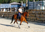 Caballo hispanoárabe castrado