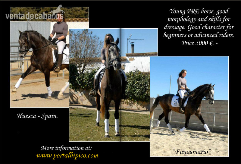 Joven caballo PRE montado/domado in 