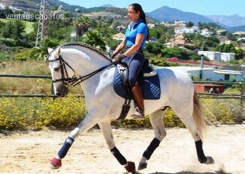 Andaluz {TYPE}