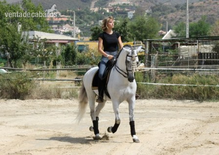 Caballos Pura Raza Española (P.R.E.) Andaluz - P.R.E ESTIRPE CARTUJANA 100%