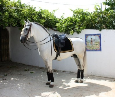 P.R.E ESTIRPE CARTUJANA 100% - Caballos Pura Raza Española (P.R.E.) Andaluz