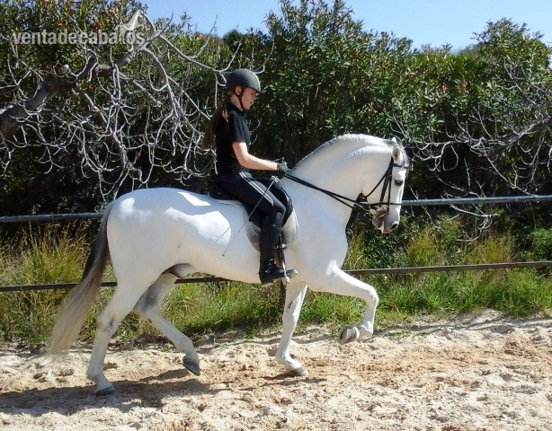 P.R.E ESTIRPE CARTUJANA 100% - Andaluz