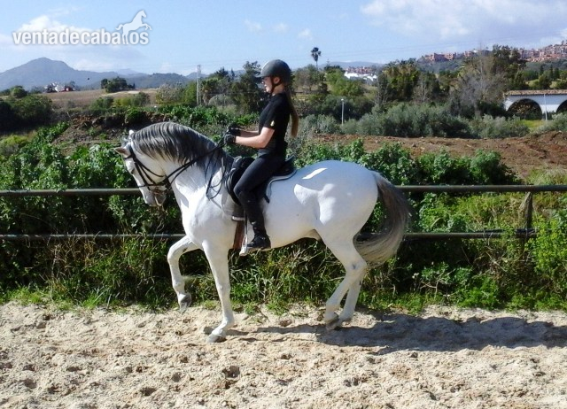 P.R.E ESTIRPE CARTUJANA 100% - Caballos Pura Raza Española (P.R.E.)