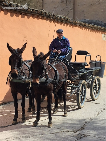 Vendo mulo y mula in 
