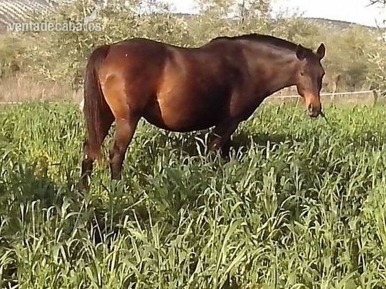 YEGUA DE CRIA ANGLOARABE  in 
