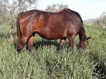 YEGUA DE CRIA ANGLOARABE 