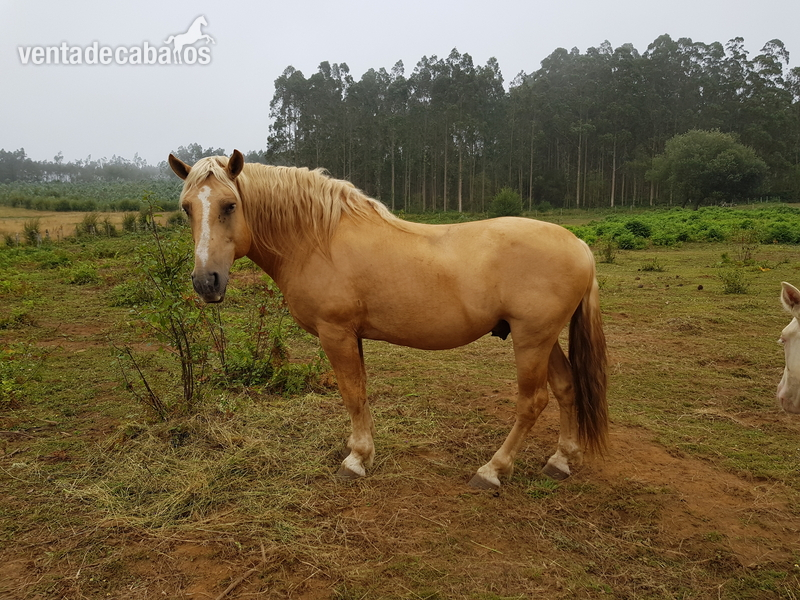 Se vende lote de yegua, caballo y poltro in 