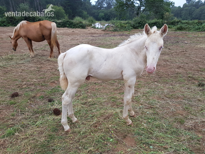 Yeguas Cruzados. - Se vende lote de yegua, caballo y poltro