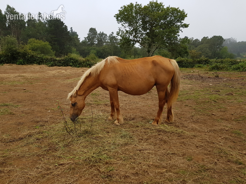 Se vende lote de yegua, caballo y poltro - Yeguas Cruzados.