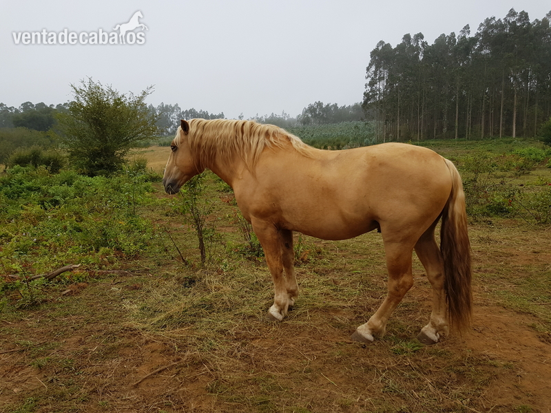 Se vende lote de yegua, caballo y poltro - Cruzados.