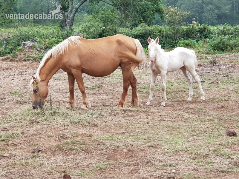 Se vende lote de yegua, caballo y poltro - Yeguas
