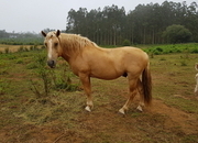 Se vende lote de yegua, caballo y poltro