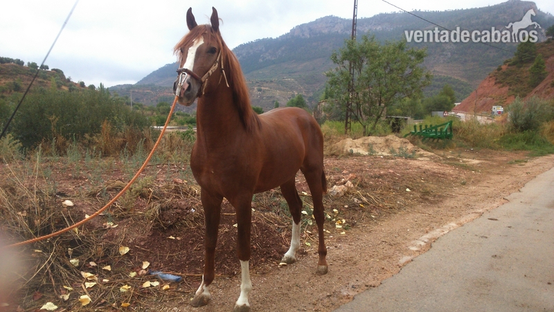 Hispano-Arabe