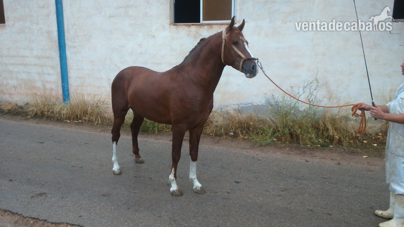 Hispano-Arabe {TYPE}