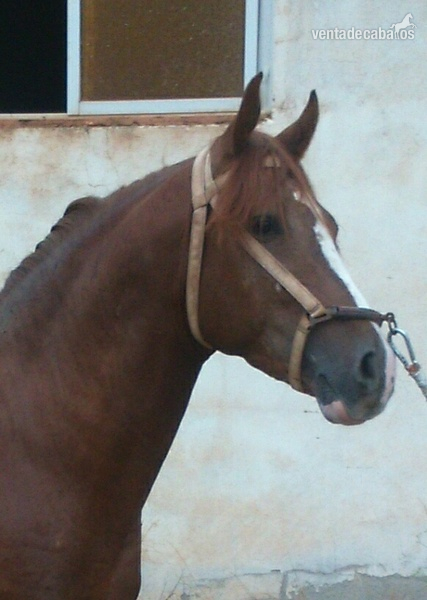 Caballo Hispano Árabe Hispano-Arabe - Potro alazan trialbo entero