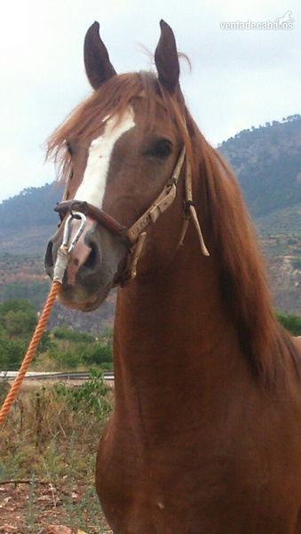 Potro alazan trialbo entero - Caballo Hispano Árabe Hispano-Arabe