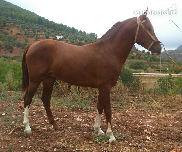 Potro alazan trialbo entero - Caballo Hispano Árabe