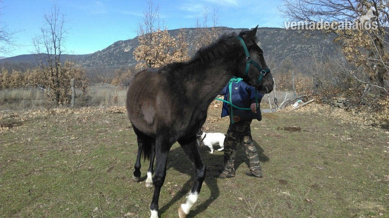 Caballo PRE  600 urge venta in 