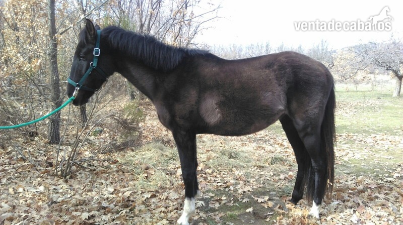 Caballos Pura Raza Española (P.R.E.) Pura Raza Española - Caballo PRE  600 urge venta