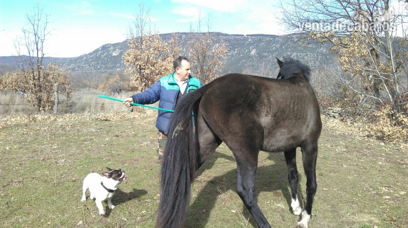 Caballo PRE  600 urge venta - Caballos Pura Raza Española (P.R.E.) Pura Raza Española