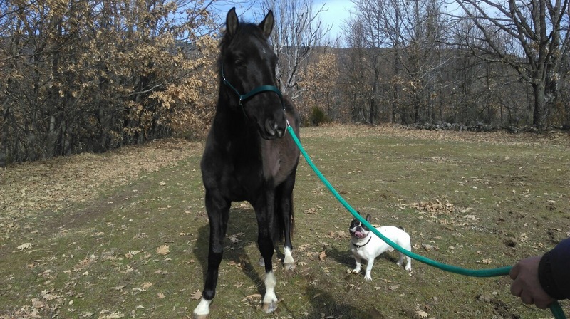 Caballo PRE  600 urge venta - Pura Raza Española