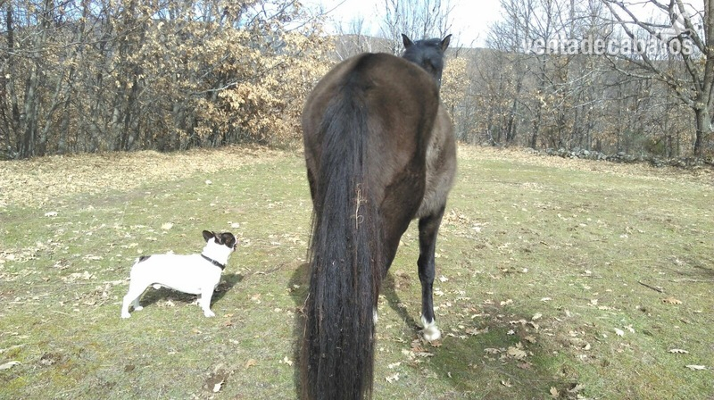 Caballo PRE  600 urge venta - Caballos Pura Raza Española (P.R.E.)