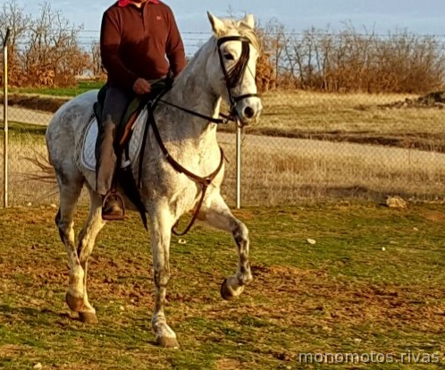 Yegua Pura Raza Española in 