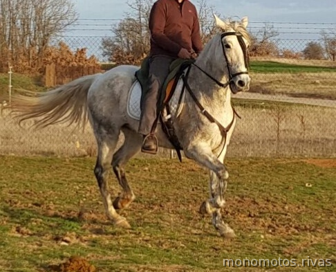 Caballos Pura Raza Española (P.R.E.) Pura raza ssoañola - Yegua Pura Raza Española