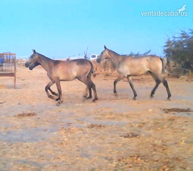 Caballos Pura Raza Española (P.R.E.) Pre - POTRAS PRE DE CONCURSO 