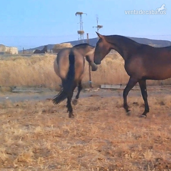 POTRAS PRE DE CONCURSO  - Caballos Pura Raza Española (P.R.E.) Pre