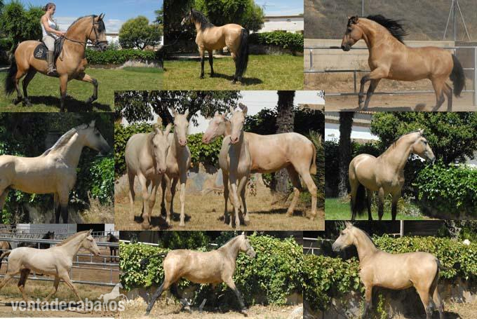  Lote de potros PRE bayos / perlas in 