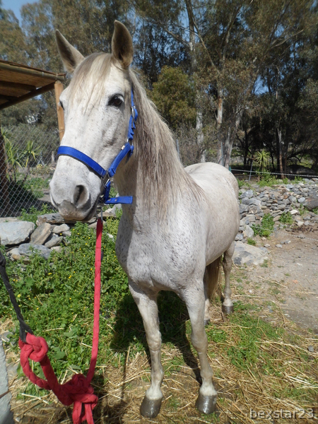 Yegua PRE Y  Hija-(2x caballos)  in 