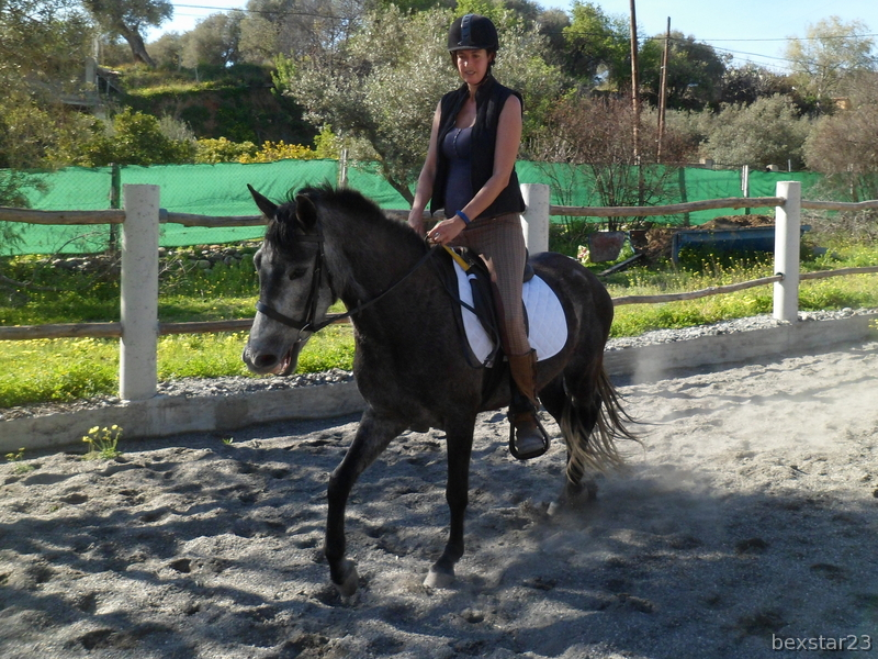 Caballos Pura Raza Española (P.R.E.) Pura Raza Española - Yegua PRE Y  Hija-(2x caballos) 