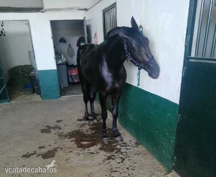 Se vende potro para 3 años muy guapo  in 