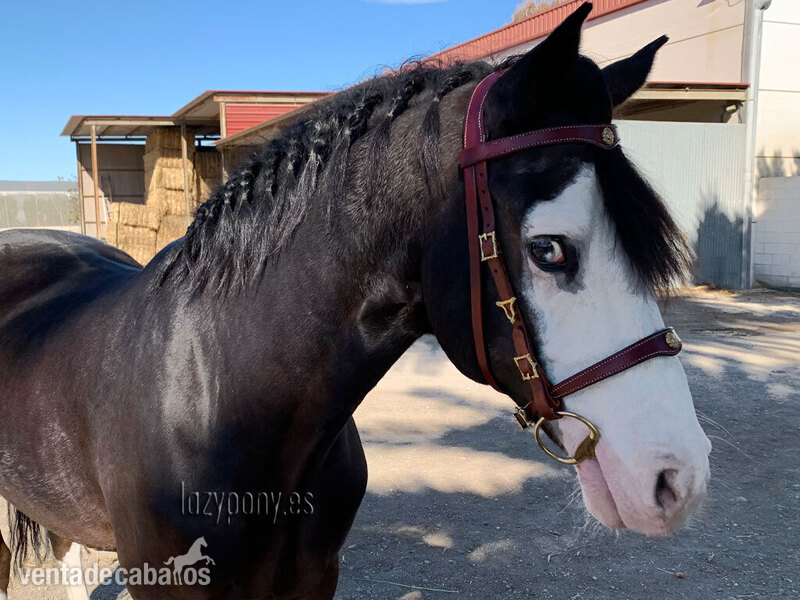 Portuguese iberian bridle Lazypony in 