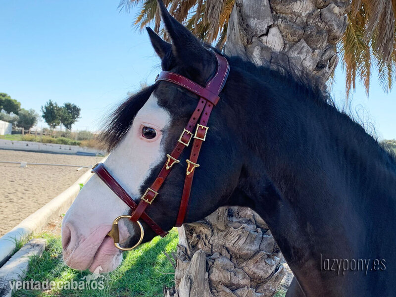 Portuguese iberian bridle Lazypony