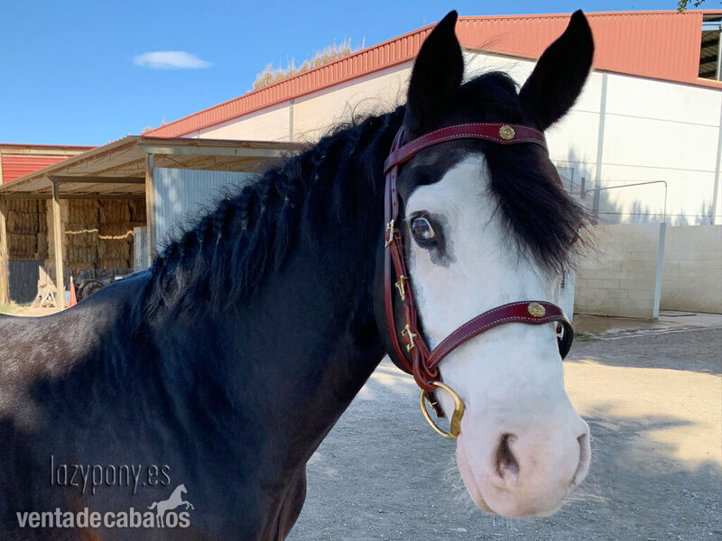  Portuguese iberian bridle Lazypony
