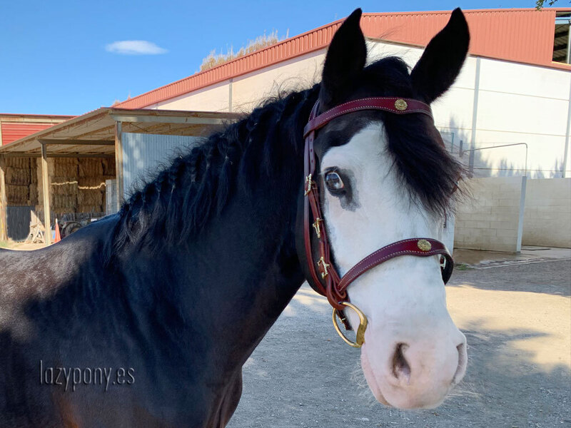  Portuguese iberian bridle Lazypony