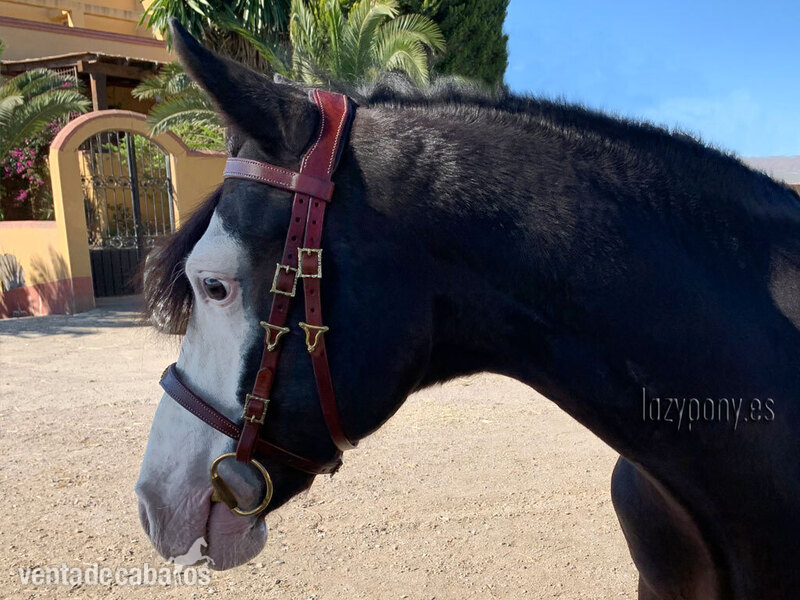 Portuguese iberian bridle Lazypony - Artículos de hípica in 