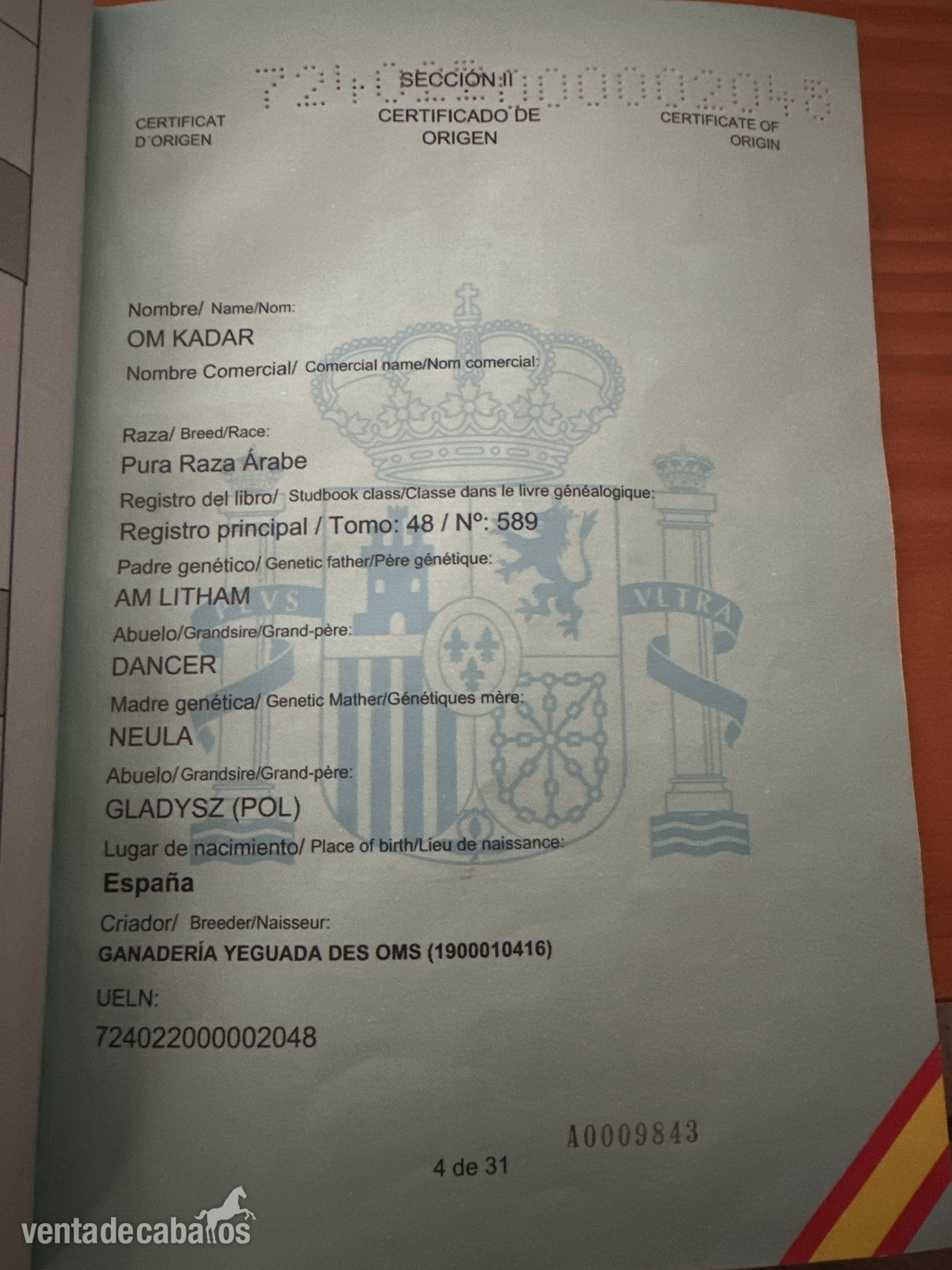 OM KADAR. Caballo PRE, Pura Raza Árabe (entero) in 