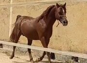Caballo árabe entero 14 años domado 